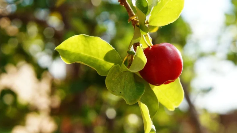 Acerola Plus Rutyna 50 tabletek
