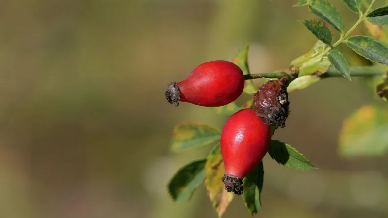 Alegia Dzika róża 45g
