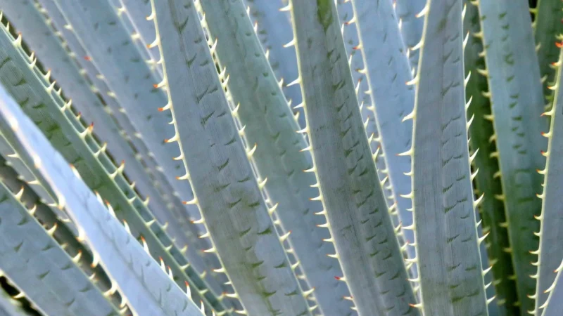 Aloe Vera Drinking Gel płyn 1000ml