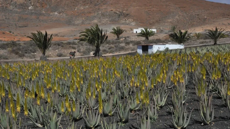 Aloe Vera z zieloną herbatą 60 kapsułek