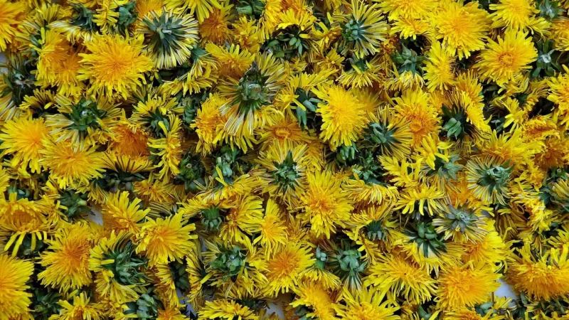 Ambrosol syrop 15mg/5ml 120ml