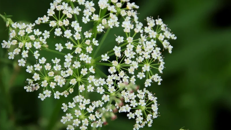 APOLLO’S HEGEMONY Bacopa Monnieri 90 kaps.