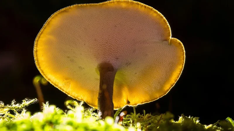 APOLLO’S HEGEMONY Reishi 90 kaps.