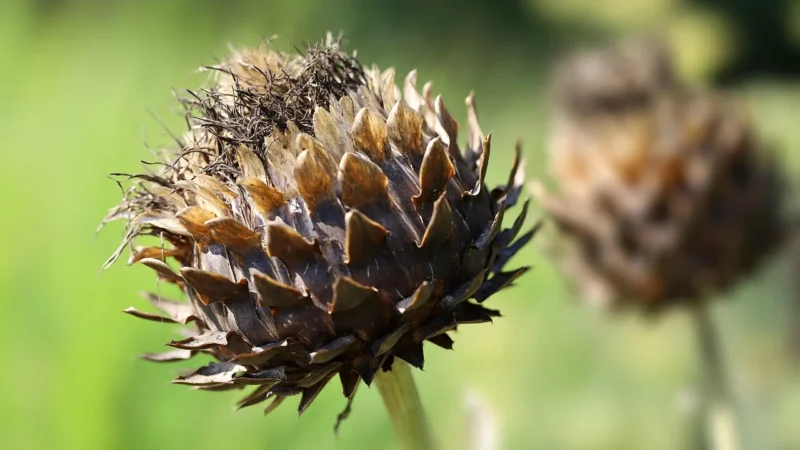 Aura Herbals Moja Wątroba Ekstrakt Z Karczocha Ostropestu + Kurkuma tabletki 92g ok. 60 tabl