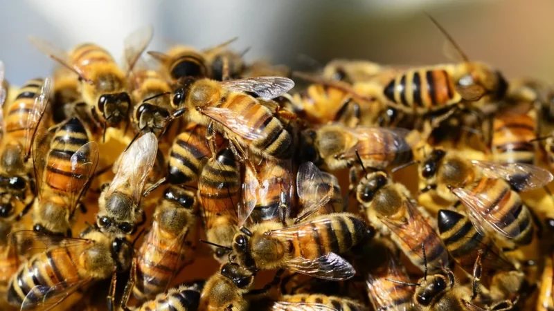 Bartpol Propolis i miód, pastylki do ssania API-GARDIN FORTE – Bartpol