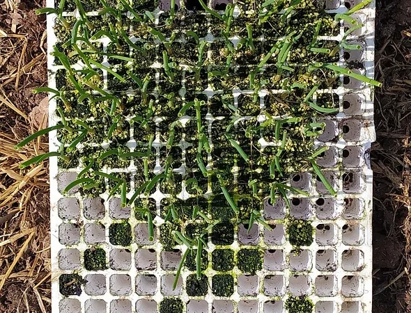 Biofarm CycloMAX 30kaps.