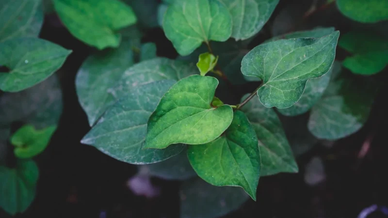 B&M Houttuynia Cordata 100ml