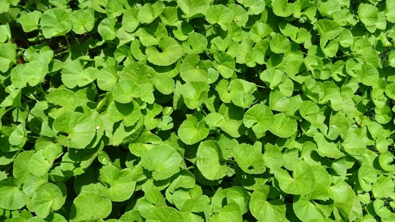 Brahmi Bakopa Bacopa Monnieri 50% Bakozydów 120 Kaps