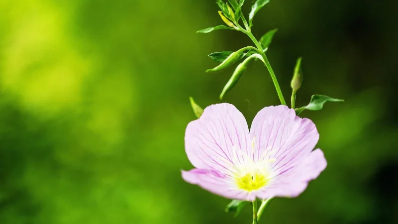 CaliVita Evening Primrose Oil