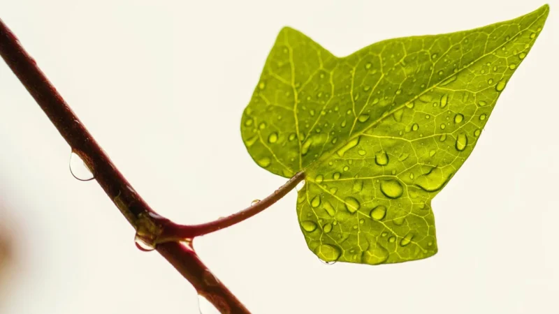 CaliVita Liquid Chlorophyll