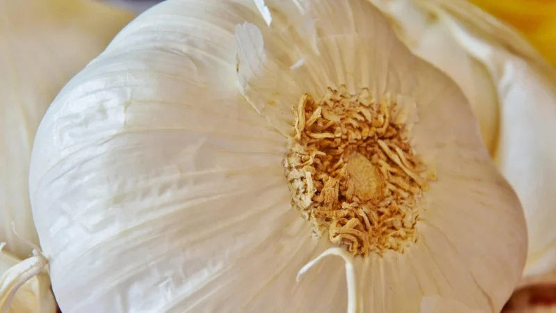 CaliVita Panax Ginseng