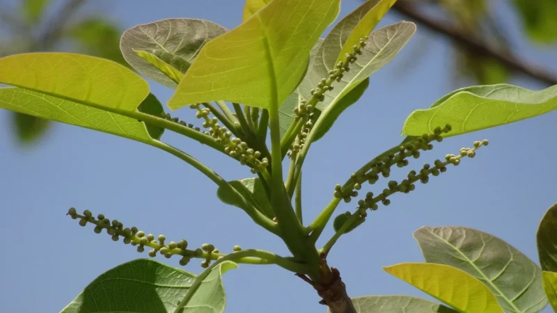 Cosmoveda Bibhitaki bio – 200kaps.