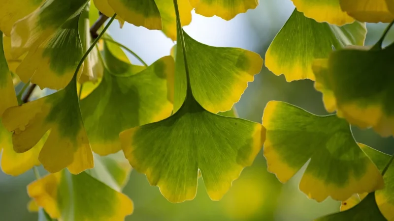 Doctors Best Extra Strenght Ginkgo 120 kaps.