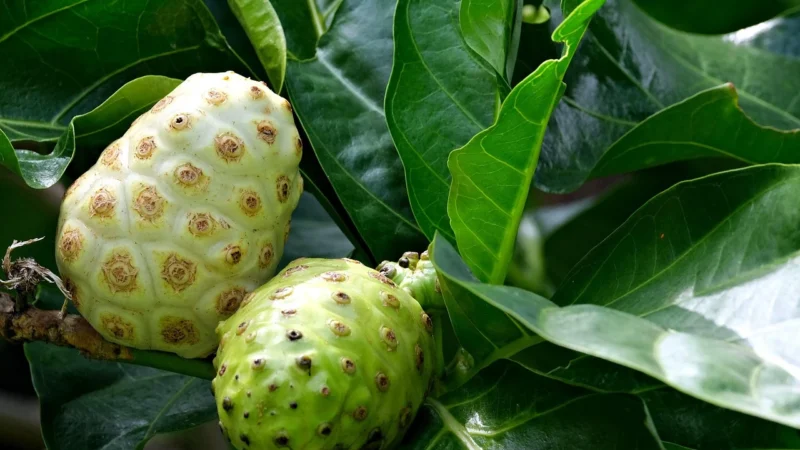 Doctor’S ﻿Doctor’S Best Noni Morwa Indyjska 650Mg 120 Vkaps