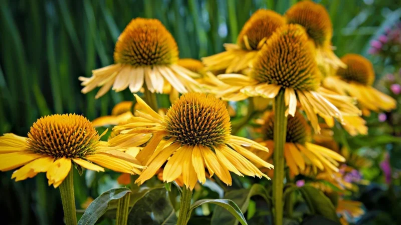 Echinacea Ratiopharm 50 ml