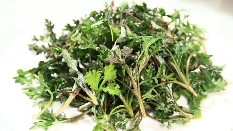 Flos: Bylica pospolita ziele (artemisia vulgaris herba) – 50g