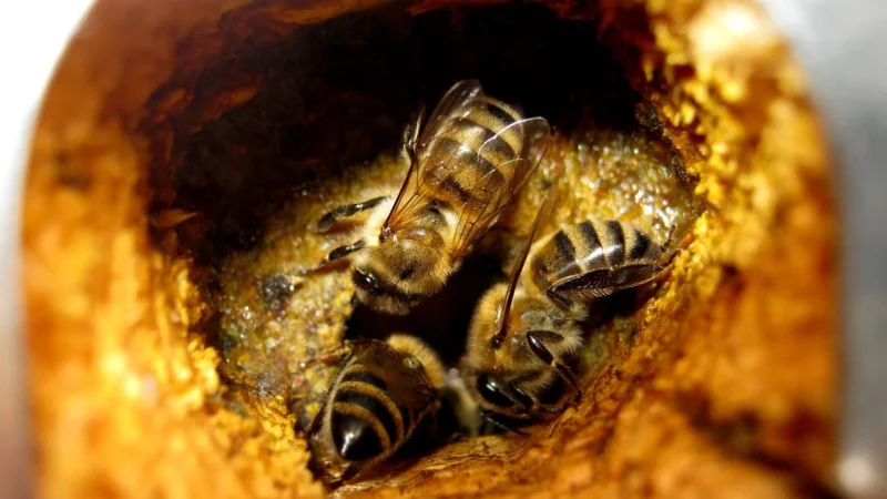 Forever Bee Propolis 60 Tabl.