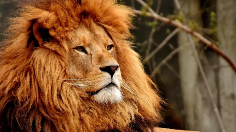 ForMeds Bicaps Lion`s Mane 60kaps.