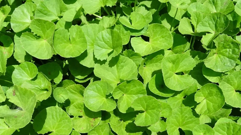 Fushi Brahmi BIO 60 kaps