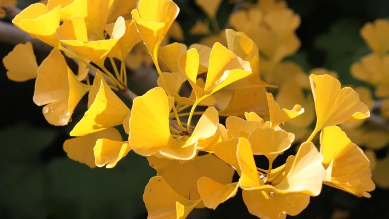 Ginkgo Biloba Wspomaga Pamięć I Sprawność Umysłową Kapsułki 60 Sztuk