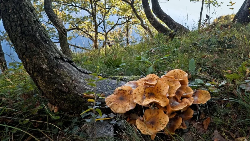 Ginseng Żeń Szeń Miód 100 ml
