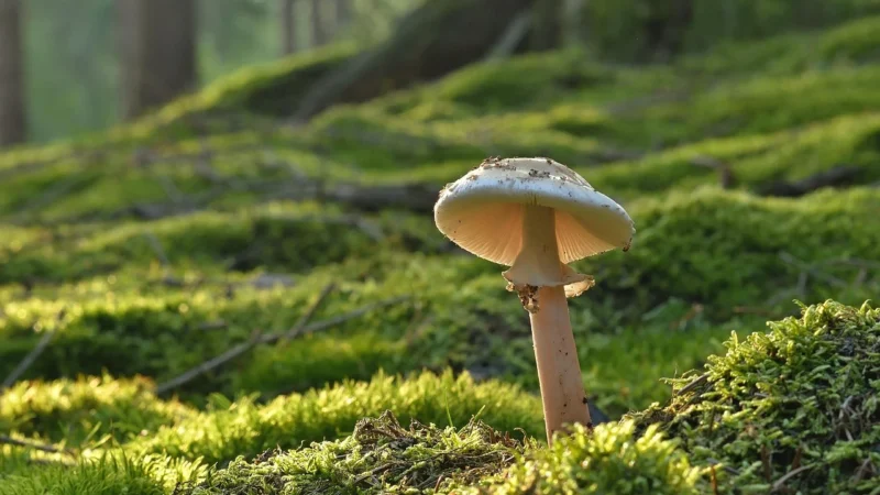 Hawlik Maitake w proszku, bio – 240kaps.