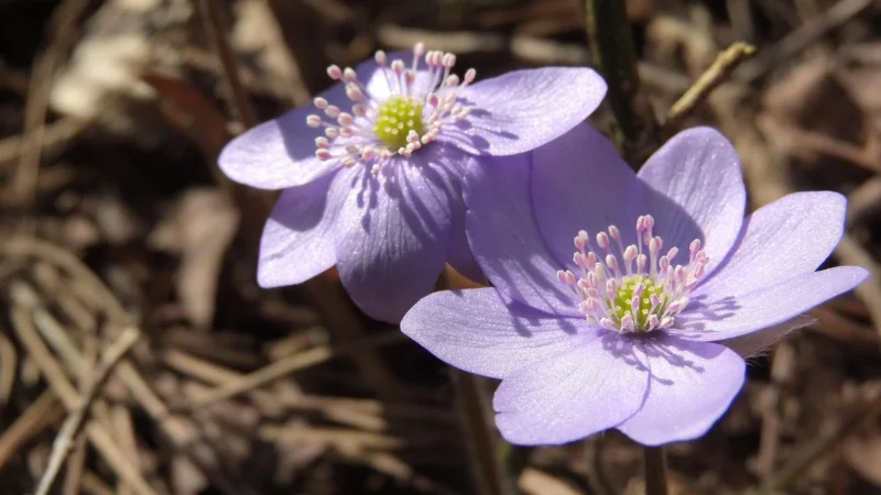 Hepatica Astragalus Premium 90 kaps