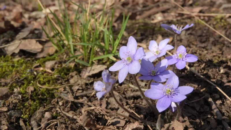 Hepatica Guggul Balsamowiec Indyjski 60 Kaps