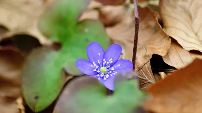 Hepatica Shilajt 90 kaps.