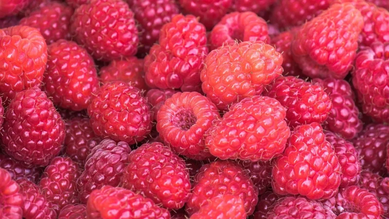 HerbaLand Żelki dla dorosłych Multiwitamina jagodowe 90 szt