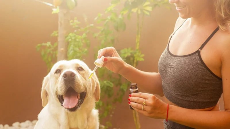 Herbamedicus Vitamedicus Vita Cannabi Olej Konopny 30Kaps.
