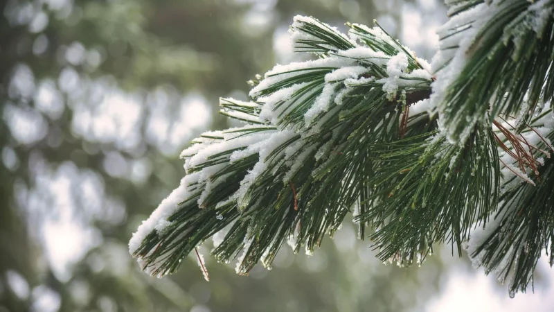 Herbapol Kraków: syrop sosnowy z witaminą C – 100 ml