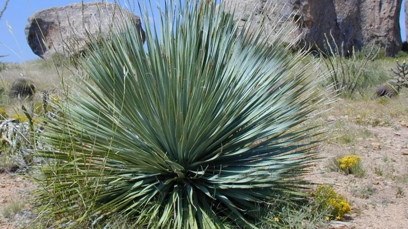 Innovo Yucca extract 4:1 30 kaps.