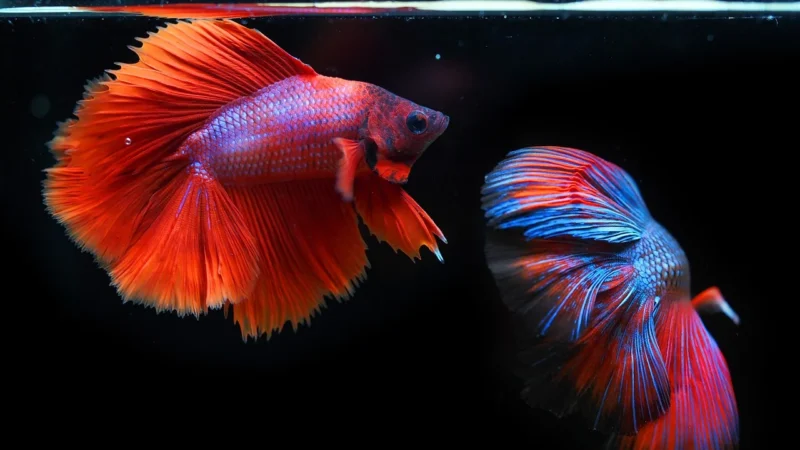 Intenson Kolagen Better Skin Kwas Hialuronowy + Cynk Witamina C Bioflawonoidy 90tabl.