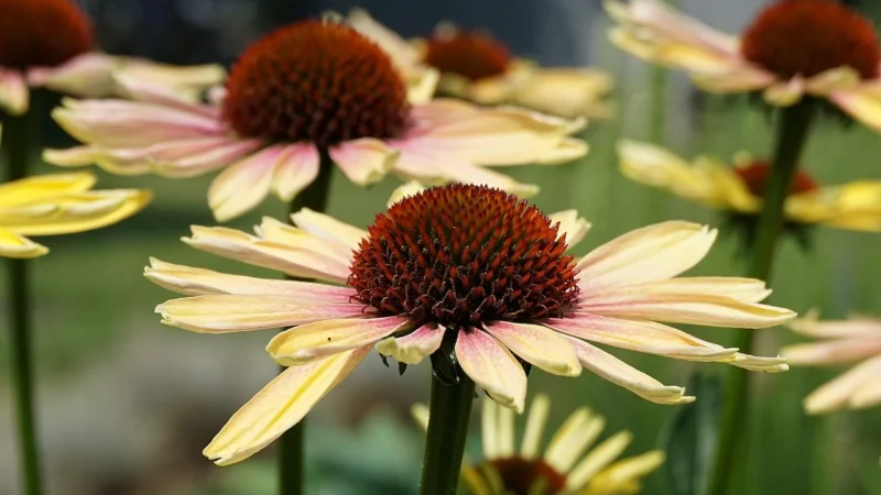 JEŻÓWKA PURPUROWA Echinacea 60kaps. MEDICA HERBS