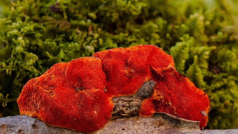 Kenay Reishi GanoUltra 90 kaps.