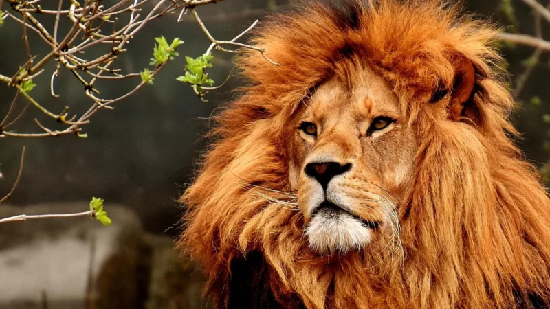 Kenay Soplówka Jeżowata Lion’s Mane 60kaps.