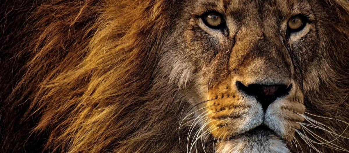 Kenayag Kenay Lion’s Mane, soplówka jeżowata, 60kaps.