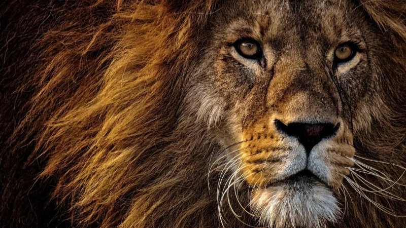 Kenayag Kenay Lion’s Mane, soplówka jeżowata, 60kaps.