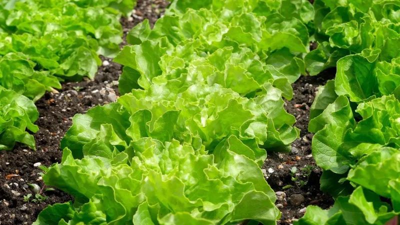 Kinoki Detox Plastry Oczyszczające 10 szt.