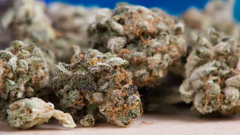 Kraina Konopi Susz Konopny Cbd White Widow 5G