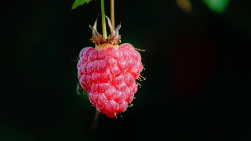 Lily Candy Drażetki O Smaku Malinowym Na Gardło 15 Drażetek