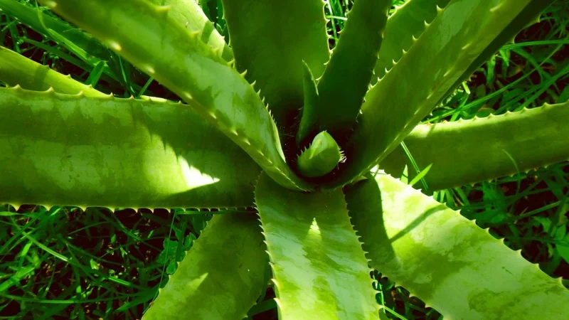 Lr Aloe Vera Drinking Gel Immune 1L