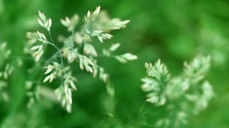 MEDICA HERBS Bacopa Forte (Brahmi, Pamięć i koncentracja) 60 Kapsułek