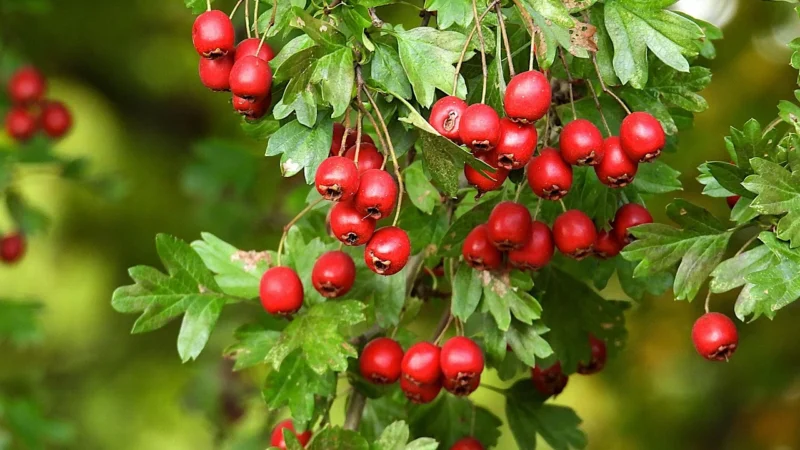 Medica Herbs Głóg ekstrakt 60 kaps.