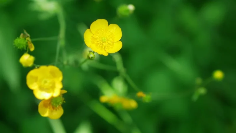 Medica Herbs Kurkumina 98% + piperyna 60kaps.