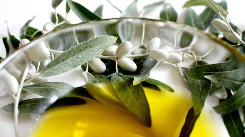 Medica Herbs Liść oliwki Ekstrakt 60 kaps
