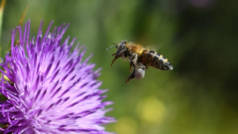 Medica Herbs Milk Thistle Ostropest Plamisty 100 kaps.