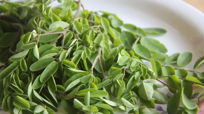 Medica Herbs Moringa 1300mg 60kaps.
