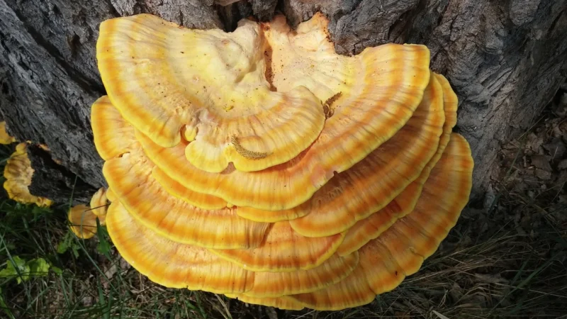 Medica Herbs S.C. Reishi 60kaps.